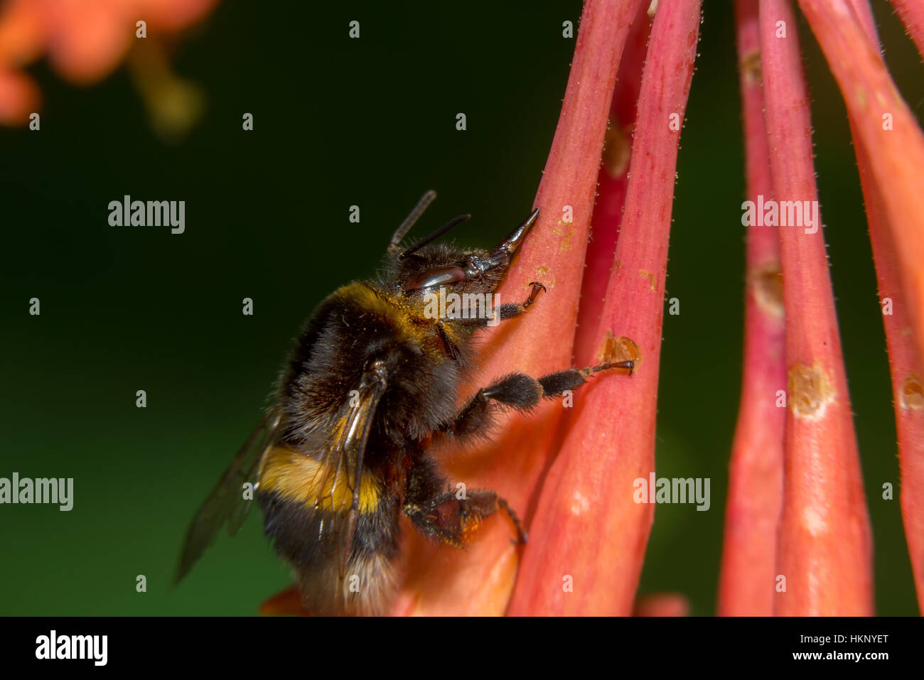 Bumblebee sammelt Nektar aus den Blüten Geißblatt Brown Stockfoto
