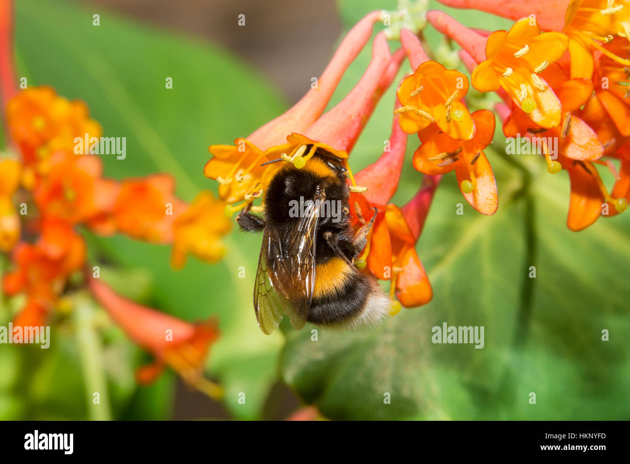 Bumblebee sammelt Nektar aus den Blüten Geißblatt Brown Stockfoto