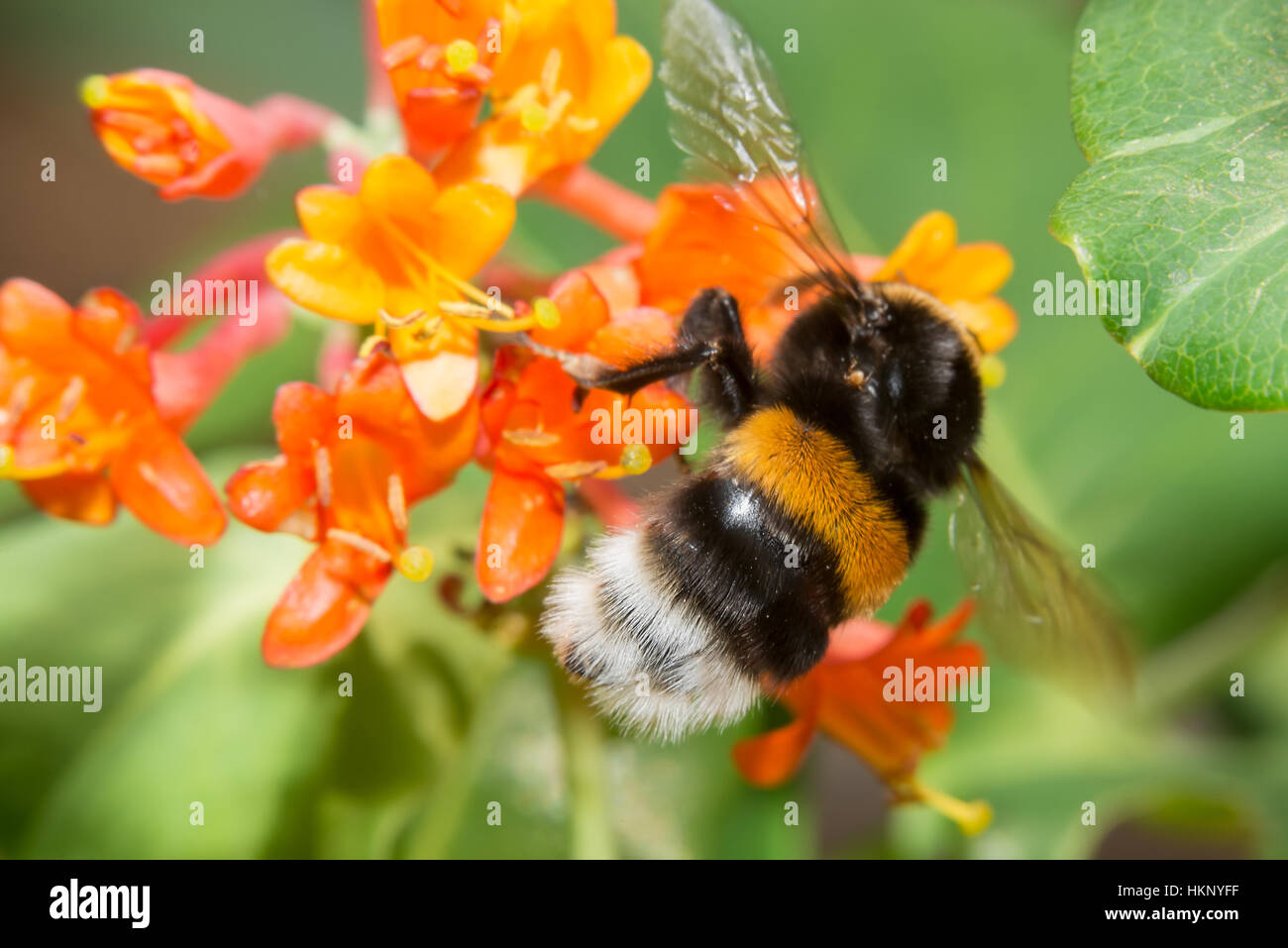 Bumblebee sammelt Nektar aus den Blüten Geißblatt Brown Stockfoto