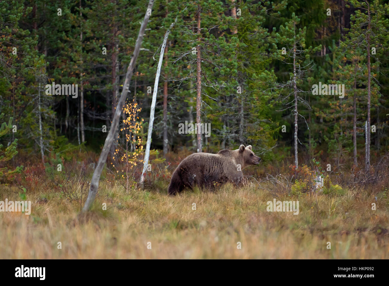 Braunbär (Ursus Arctos), Männlich, im Wald, Kuhmo, Kainuu, Nord Karelien, Finnland Stockfoto
