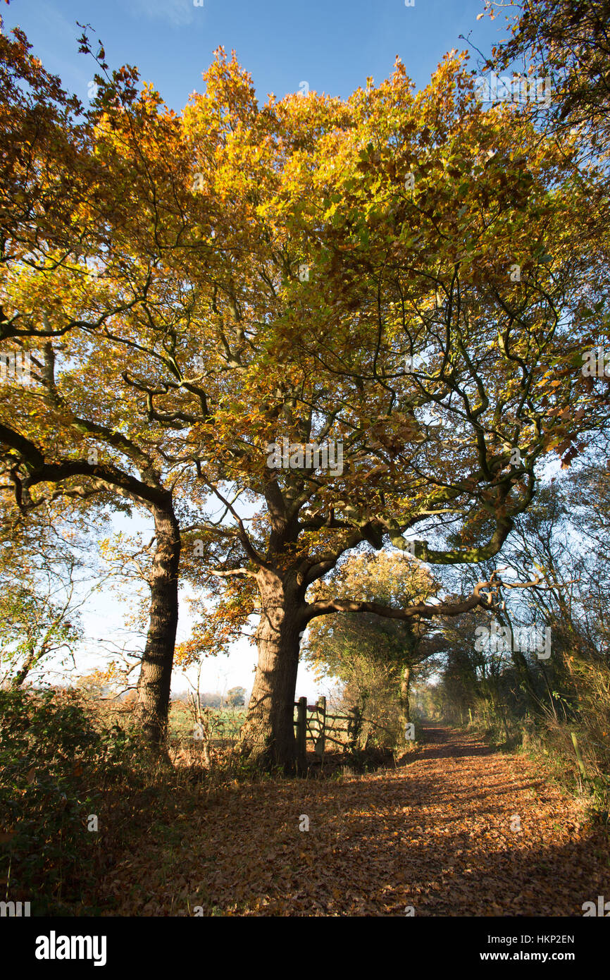 Ländliche Cheshire, England. Malerische herbstliche Aussicht auf ein Bridleway, zwischen den Dörfern Cheshire Coddington und Churton. Stockfoto