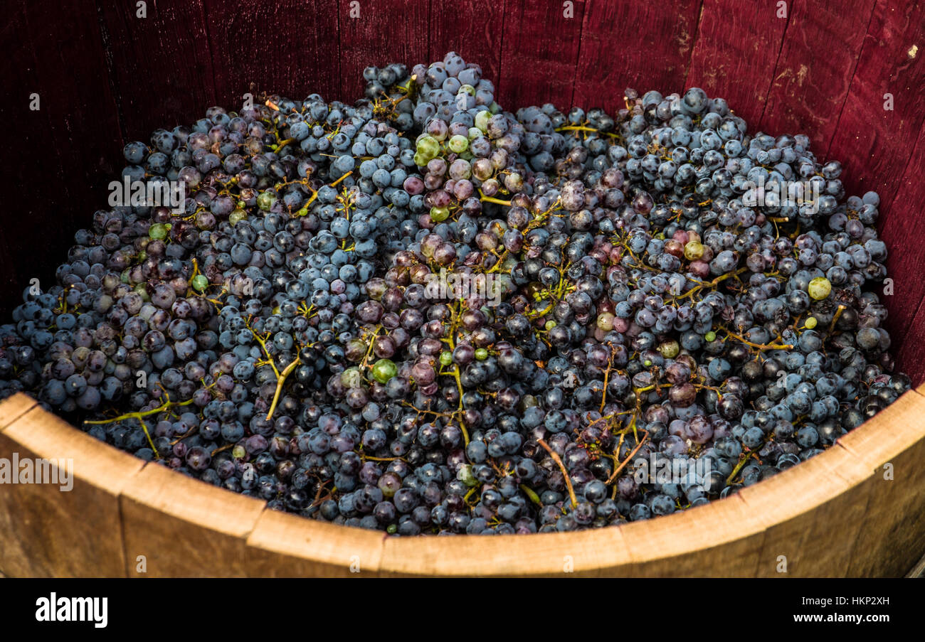 Trauben von roten Trauben bereit, mit den Füßen nach alten Traditionen und echte Weinproduktion gedrückt werden. Stockfoto