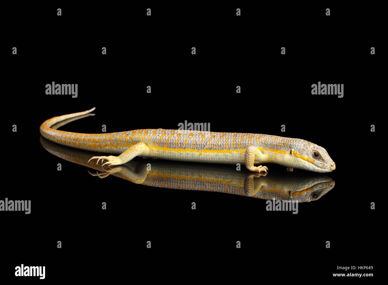 Schneiders Skink, Eumeces Schneideri auf schwarzem Hintergrund isoliert Stockfoto