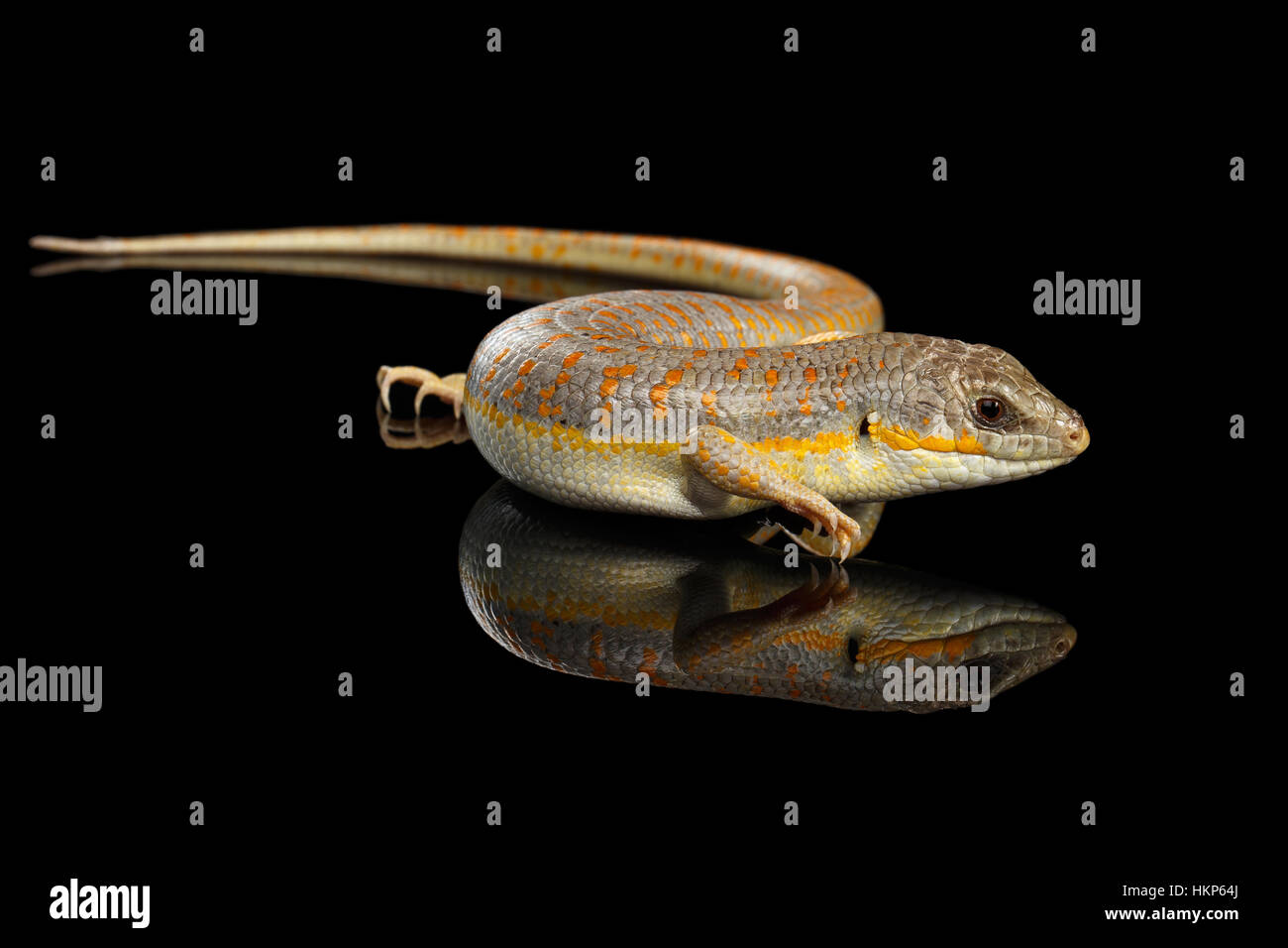 Schneiders Skink, Eumeces Schneideri auf schwarzem Hintergrund isoliert Stockfoto