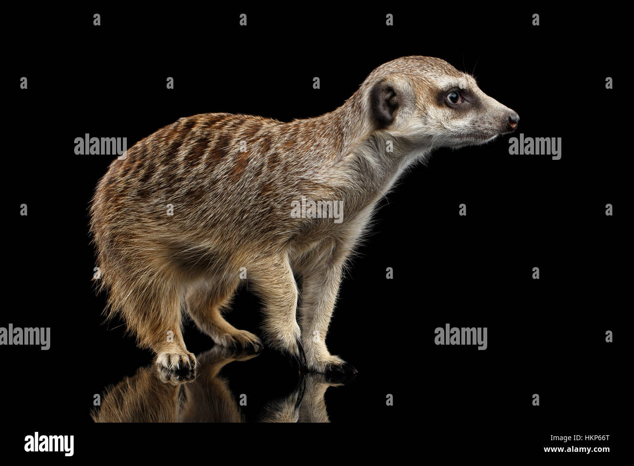 Erdmännchen auf schwarzem Hintergrund isoliert Stockfoto