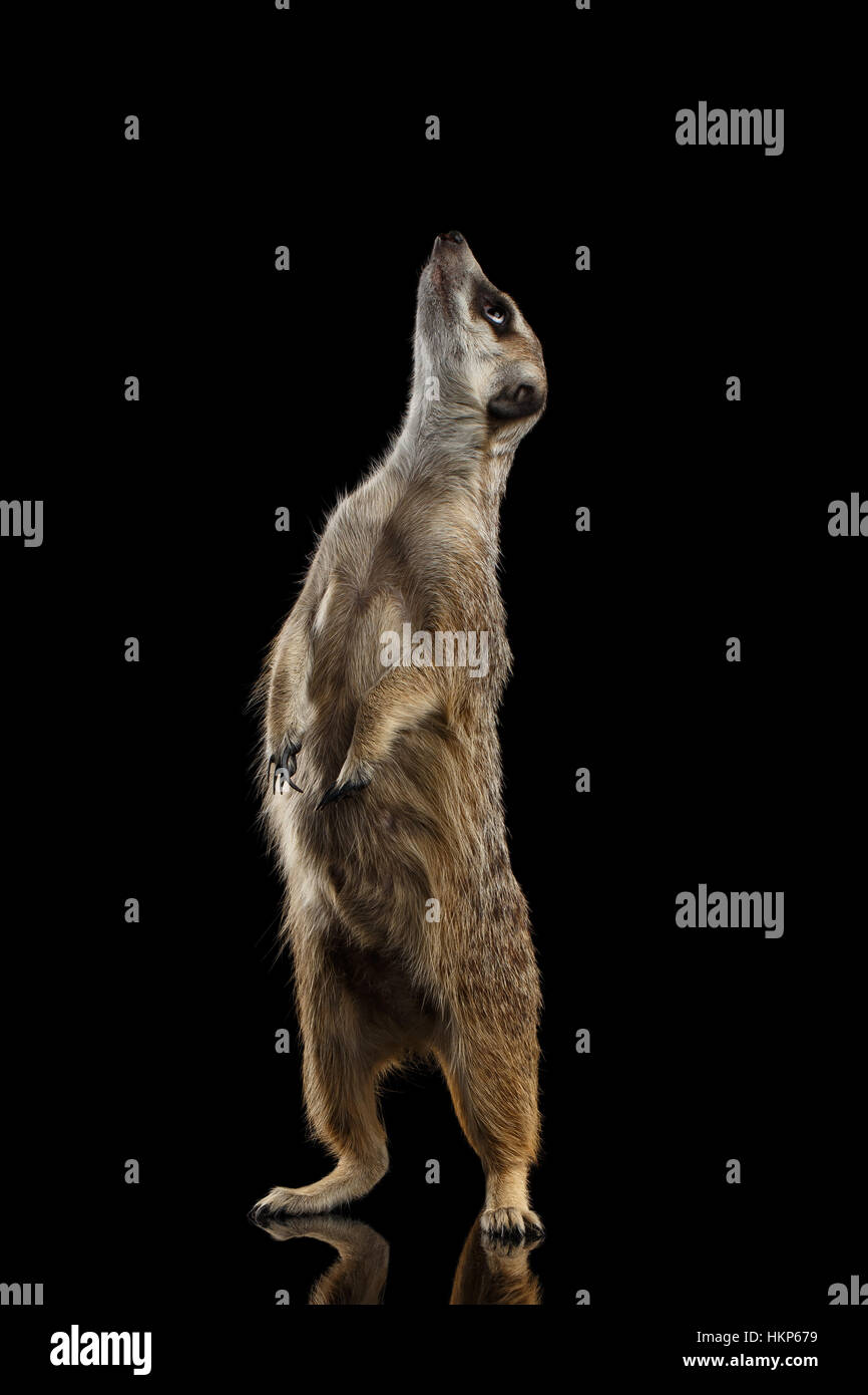 Erdmännchen auf schwarzem Hintergrund isoliert Stockfoto