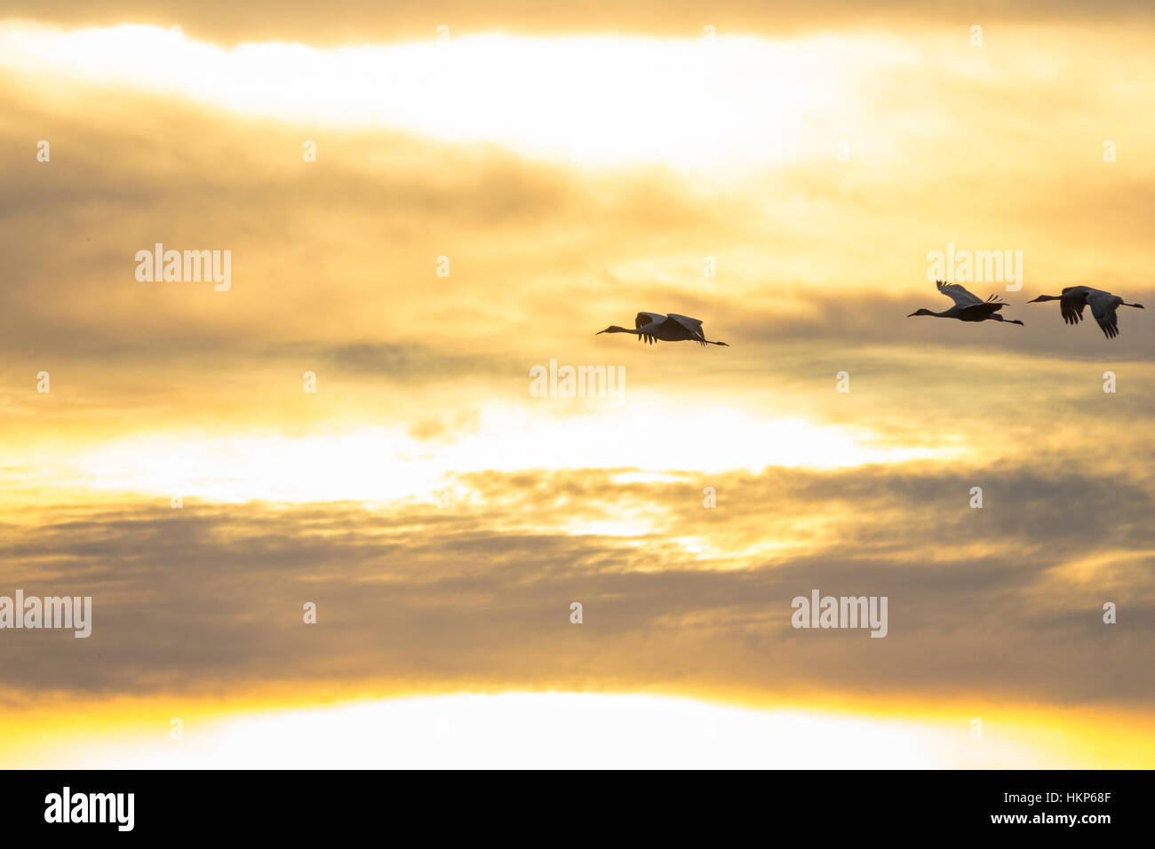 Überwinternde Kraniche im Flug mit dramatischen Sonnenuntergang Wolken über Paynes Prairie State Park, Florida Stockfoto