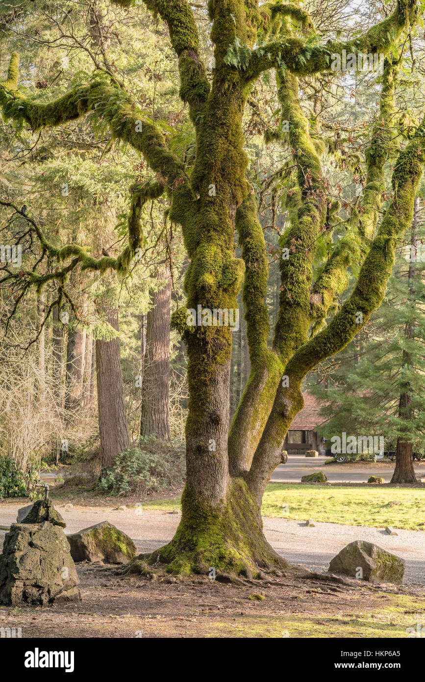 Oregon Landschaft. Stockfoto