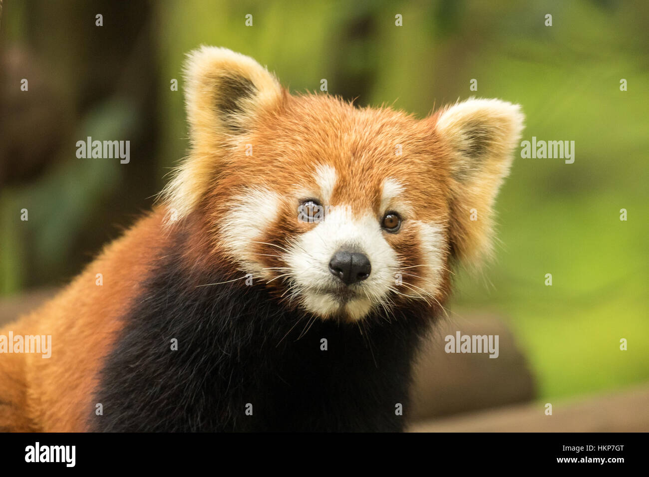 Roter panda Stockfoto