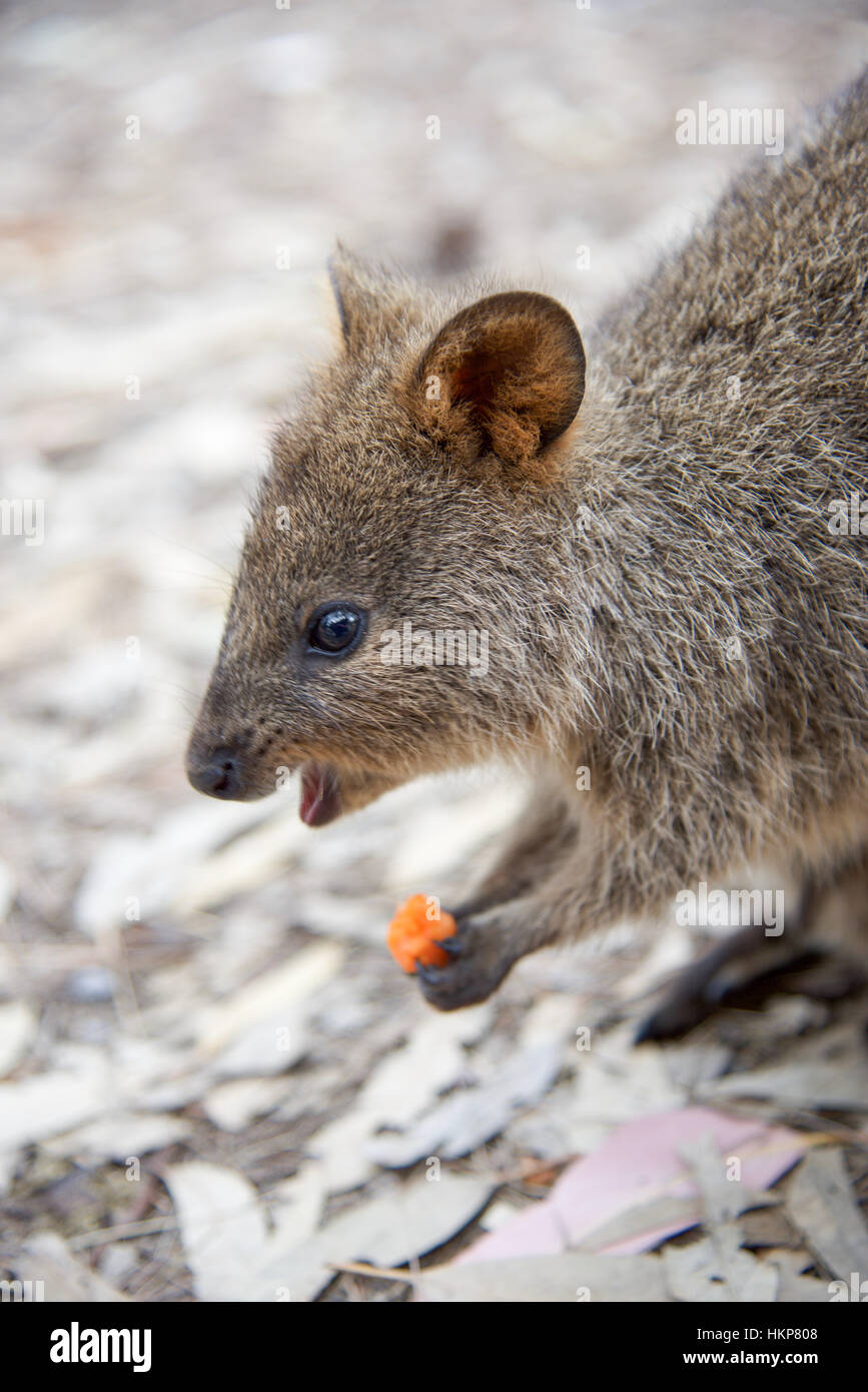 Kleinen Quokka Fütterung auf eine Möhre auf Rottnest Island in Western Australia. Stockfoto