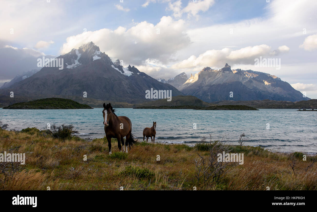 Pferde in der Nähe von Pehoe See im Nationalpark Torres del Paine-Chile. Stockfoto