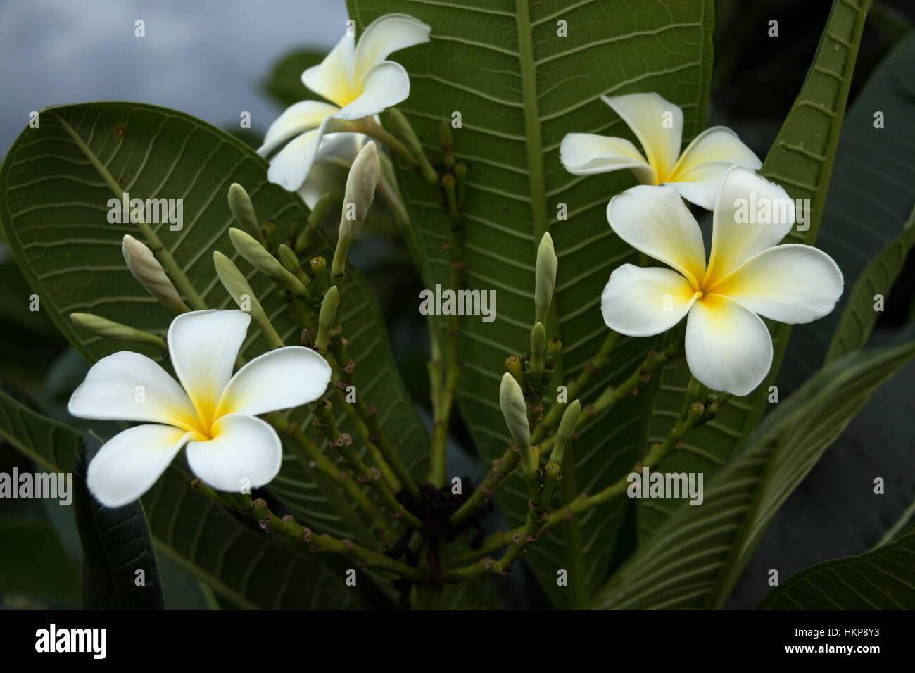 fünf Blütenblätter weißen Blumen Frangipani (Plumeria) mit gelbem Zentrum auf dem grünen Blatt Hintergrund Nahaufnahme selektiven Fokus Stockfoto