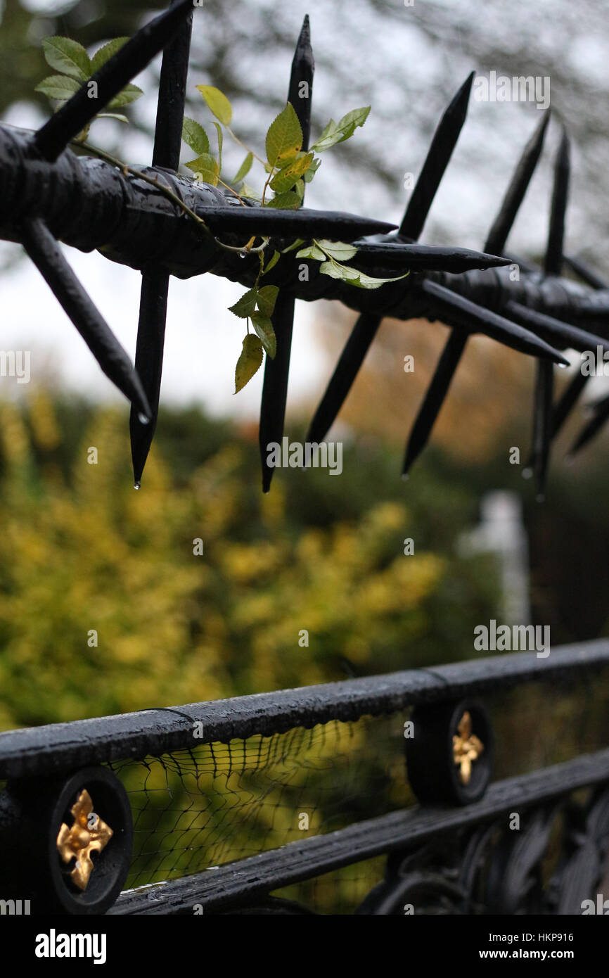 nasse schwarze Metall Stacheldraht mit einem Tropfen Wasser auf einem Zaun in der Nähe verschwommen, selektiven Fokus Hintergrund Stockfoto