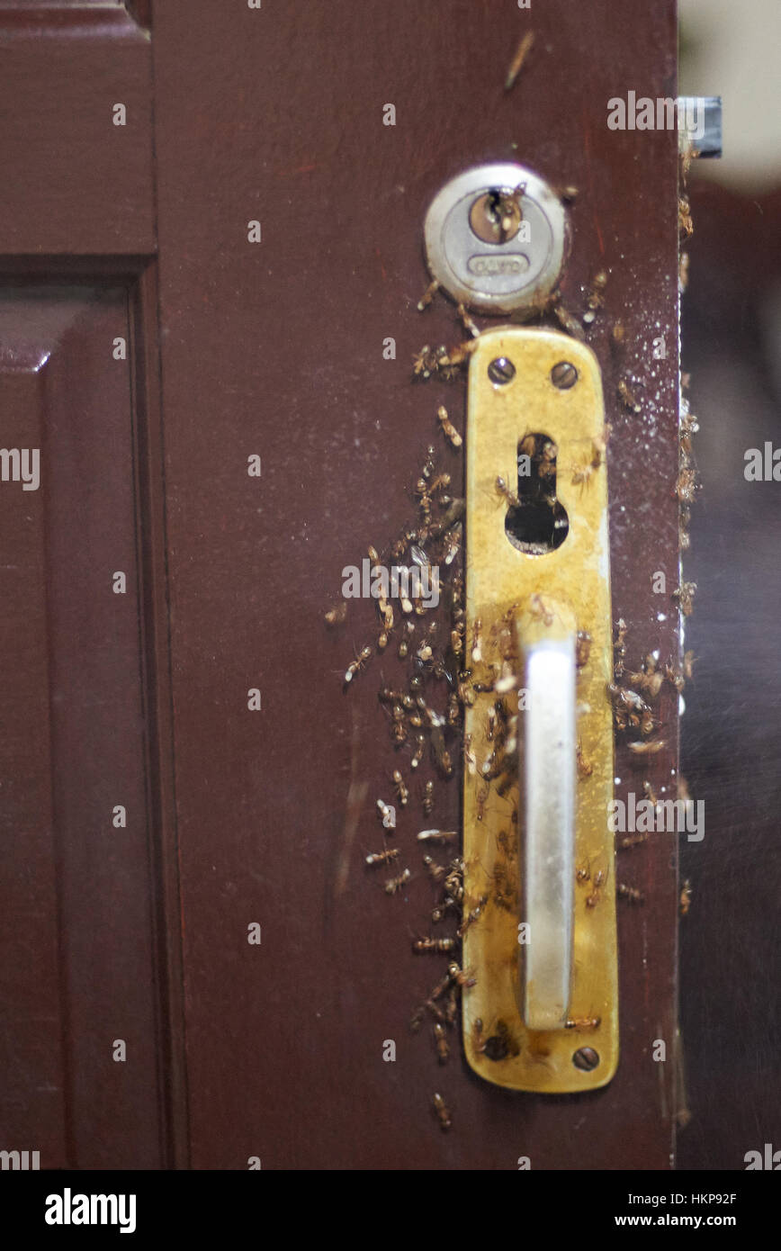 Besprühen mit giftigen Spray Gruppe von Ameisen auf Holztür Stockfoto