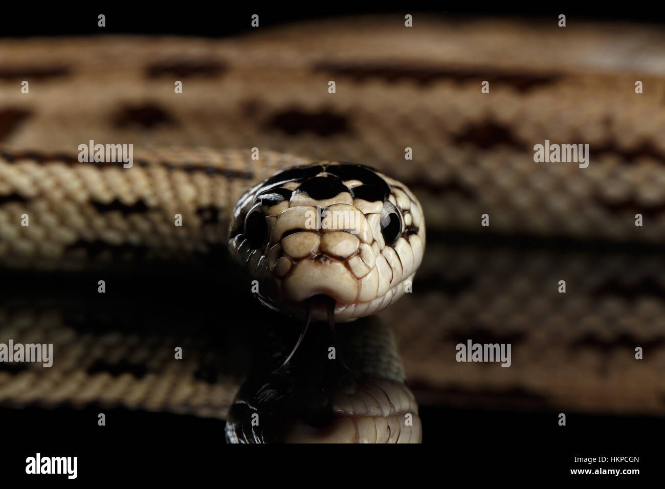 Östliche Kingsnake isoliert schwarzen Hintergrund Stockfoto