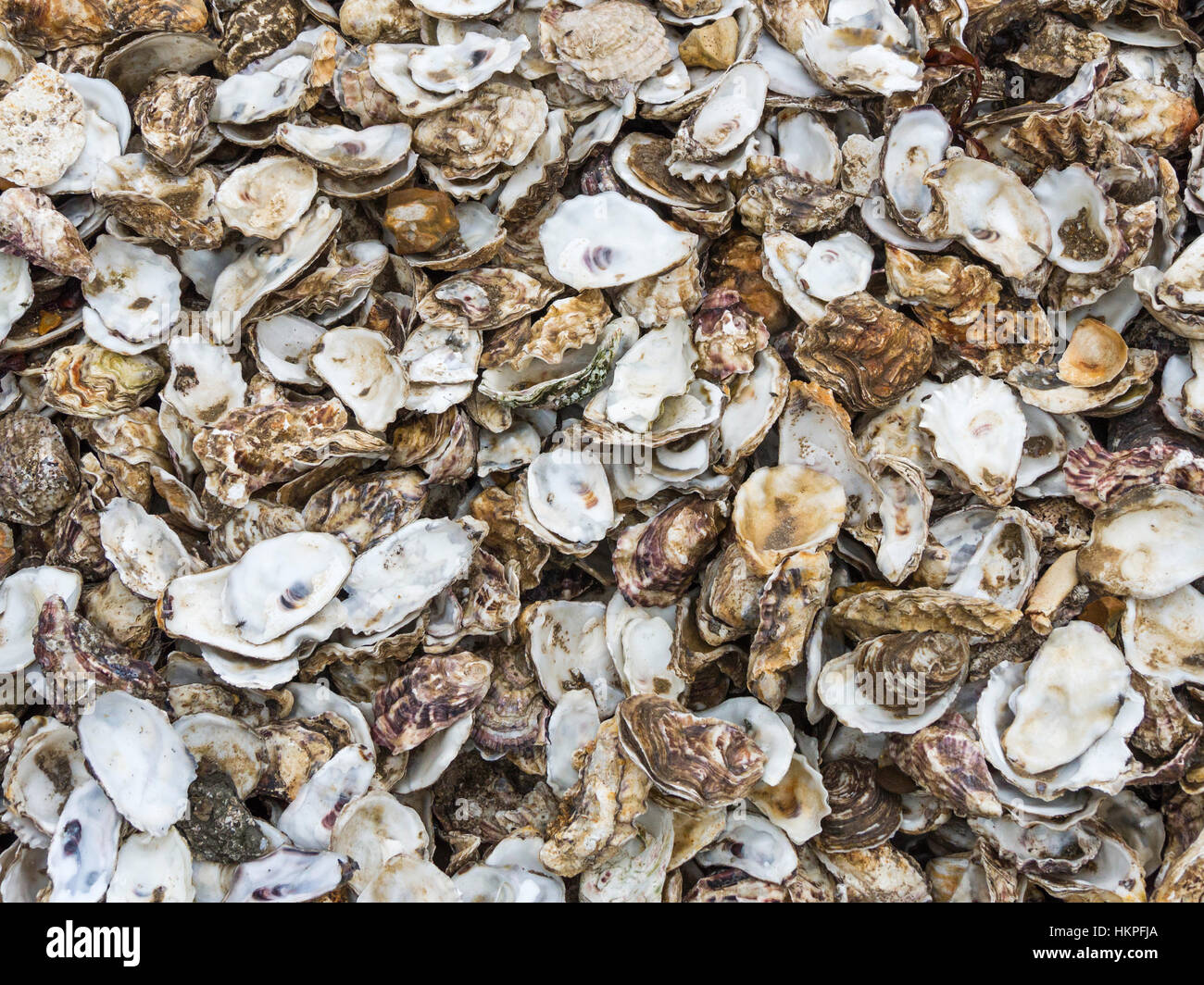 Austernschalen zum recycling in Whitstable, Kent, UK. Sie setzen sich auf dem Meeresboden, bieten Cultch für Baby Austern an zu begleichen. Stockfoto