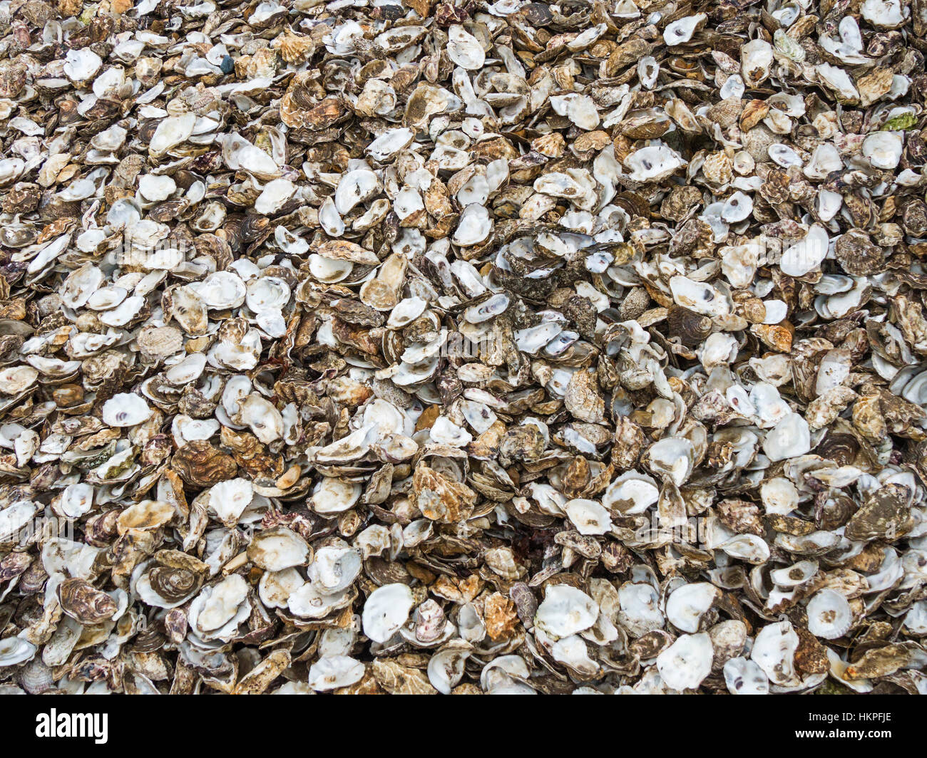 Austernschalen zum recycling in Whitstable, Kent, UK. Sie setzen sich auf dem Meeresboden, bieten Cultch für Baby Austern an zu begleichen. Stockfoto