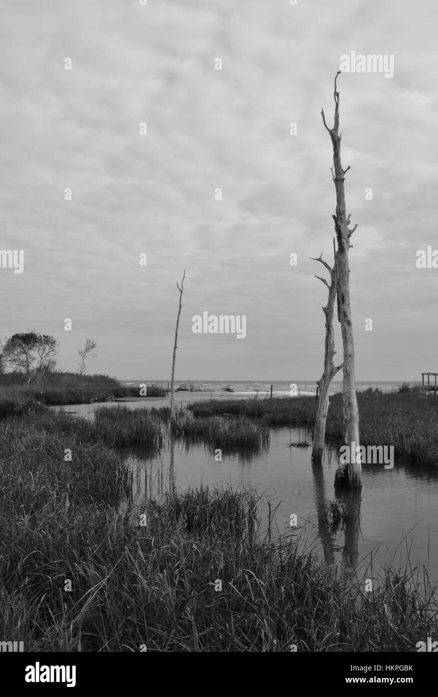 Küsten Tiefland am Kiefer Gully in Seabrook, Texas Stockfoto