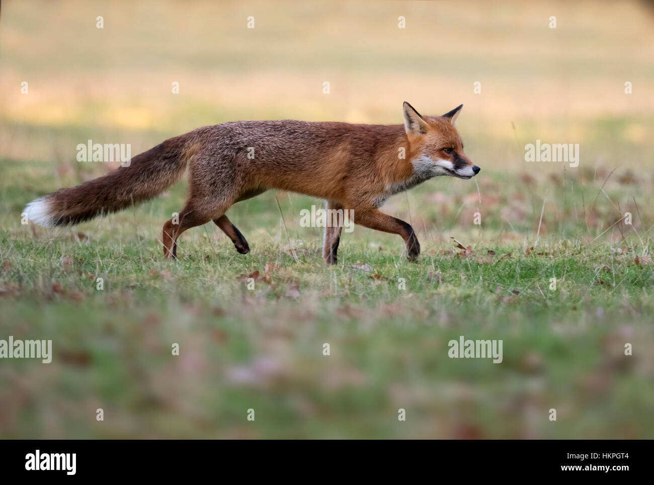 Ein wilder roter Fuchs (Vulpes Vulpes) am frühen Abend in Warwickshire Stockfoto