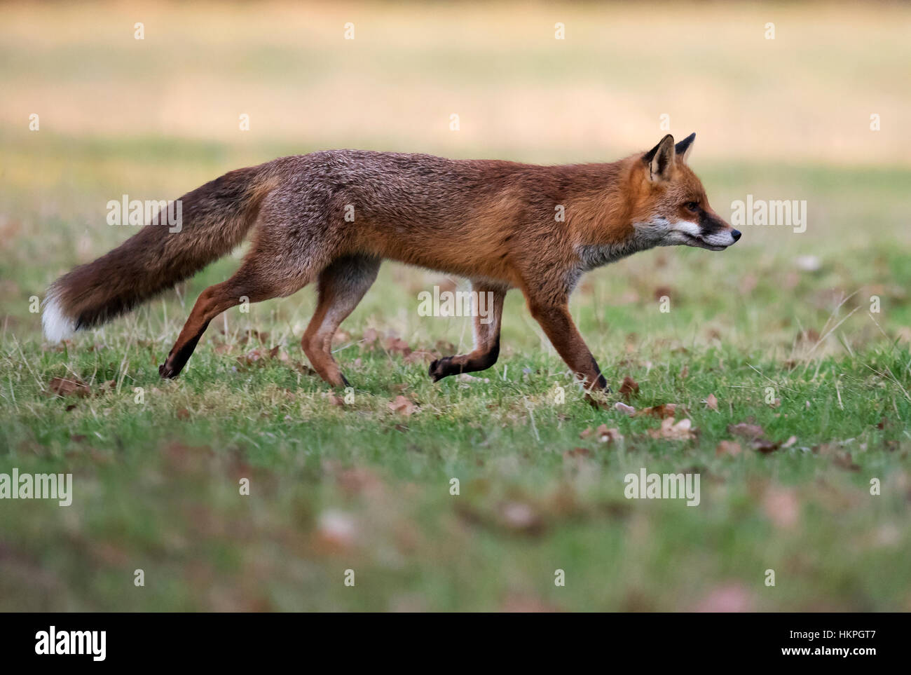 Ein wilder roter Fuchs (Vulpes Vulpes) am frühen Abend in Warwickshire Stockfoto