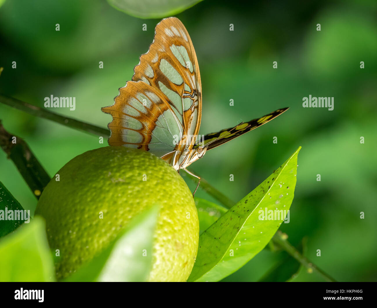 Gemeinsamen Sergeant Schmetterling (Athyma Perius) Stockfoto