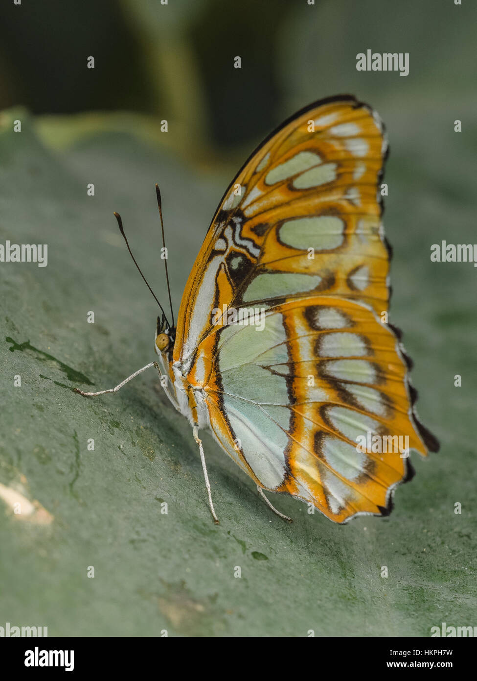 Gemeinsamen Sergeant Schmetterling (Athyma Perius) Stockfoto