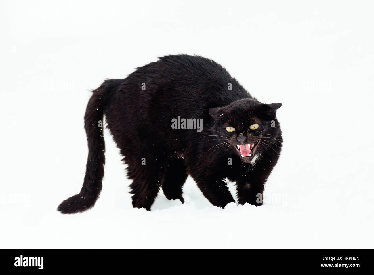 Böse schwarze Katze auf dem Schnee Stockfoto