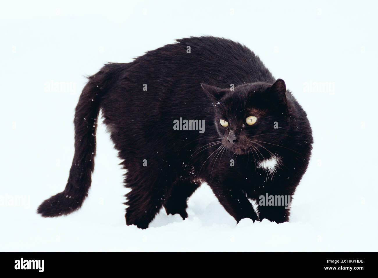 Schwarze Katze auf weißem Hintergrund Stockfoto