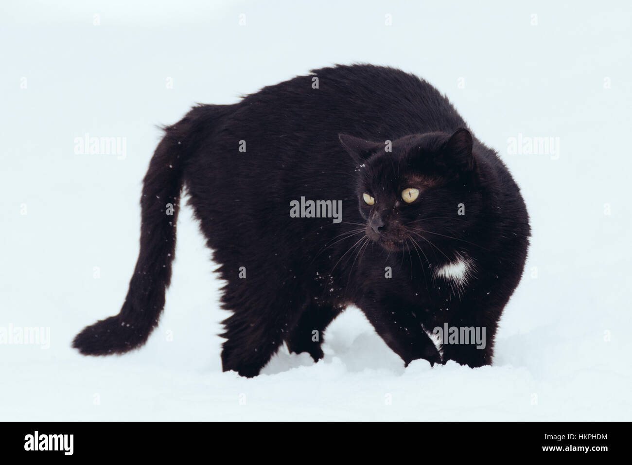 Schwarze Katze auf weißem Hintergrund Stockfoto