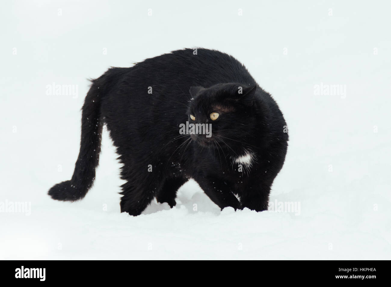 Schwarze Katze auf weißem Hintergrund Stockfoto
