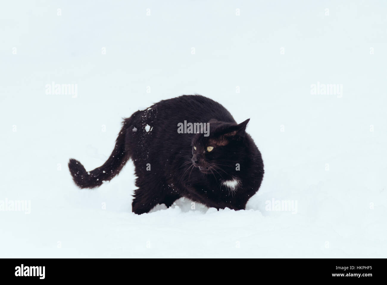 Schwarze Katze auf weißem Hintergrund Stockfoto