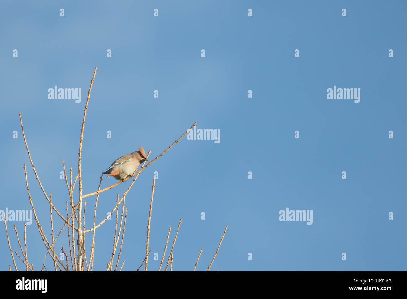 Seidenschwanz (Bombycilla) hoch oben auf einem Baum im Winter. Blauer Himmel. Stockfoto