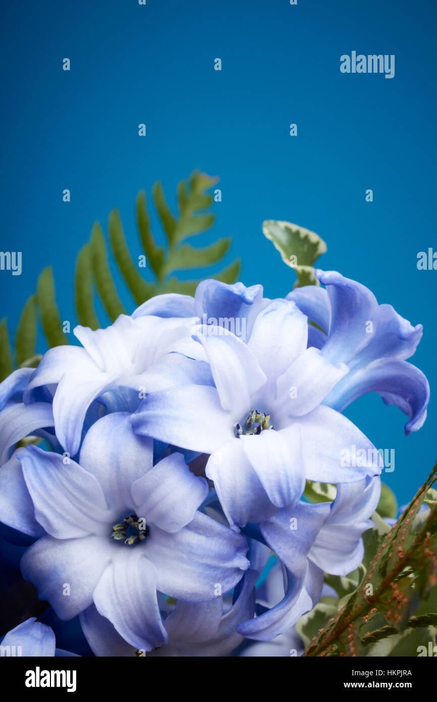 Eine Nahaufnahme von einem schönen indigo und weißen Zweig der Hyazinthe Blumen. Die Blumen werden vor einem dunklen Meer blauen Hintergrund dargestellt. Stockfoto