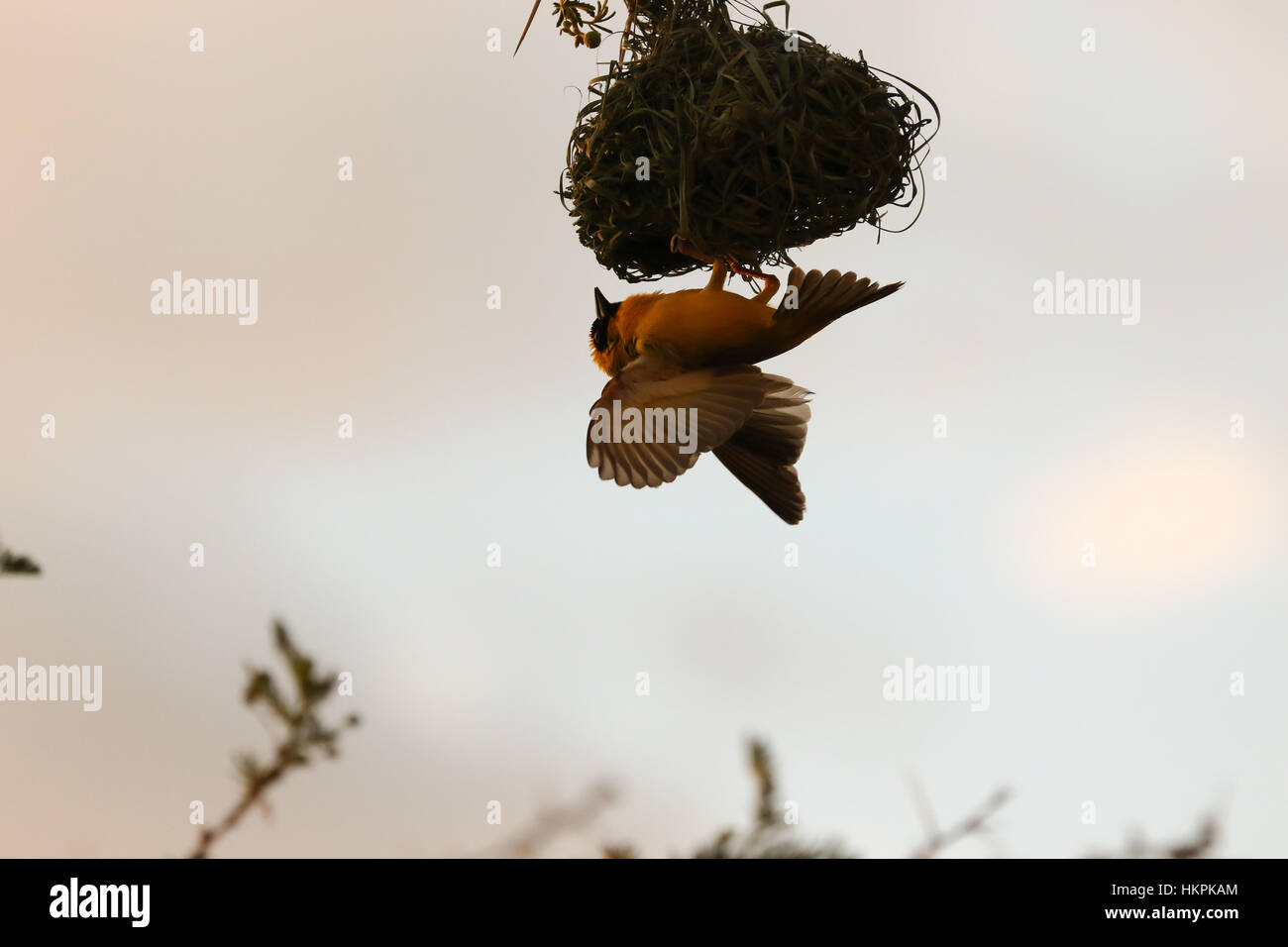 Webervogel ein Nest Stockfoto