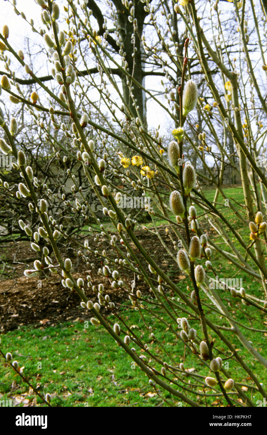 Salix Glauca, Artic Willow Stockfotografie Alamy