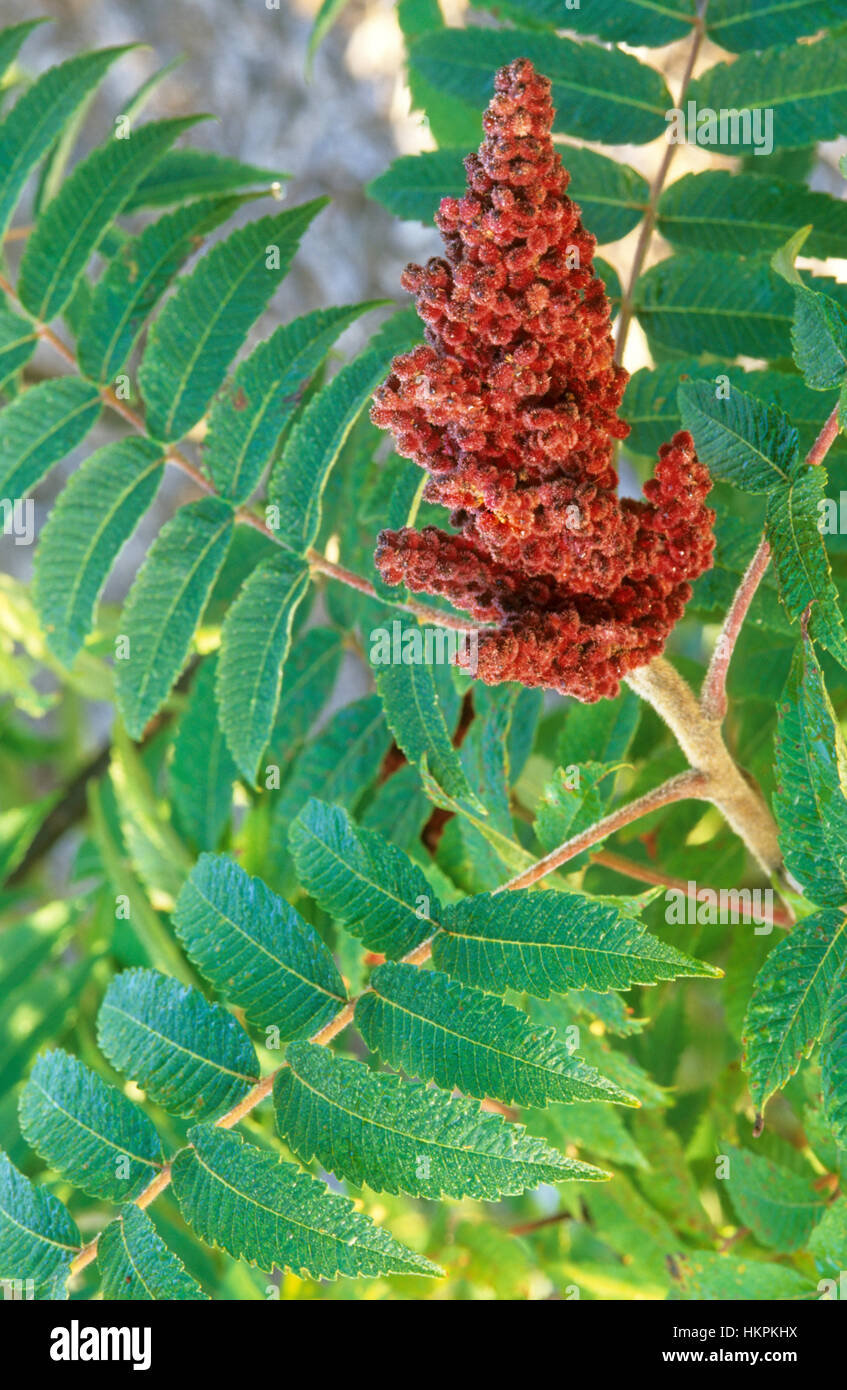 Rhus, Sumach, Stockfoto Rhus, Sumach, Stockfoto