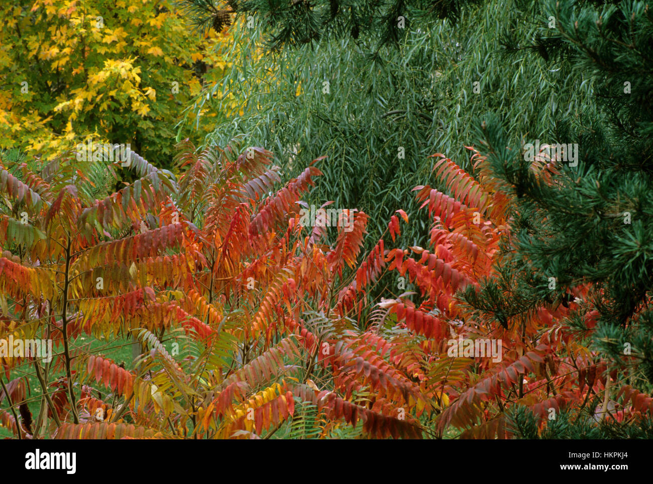 Rhus, Sumach, Stockfoto Rhus, Sumach, Stockfoto