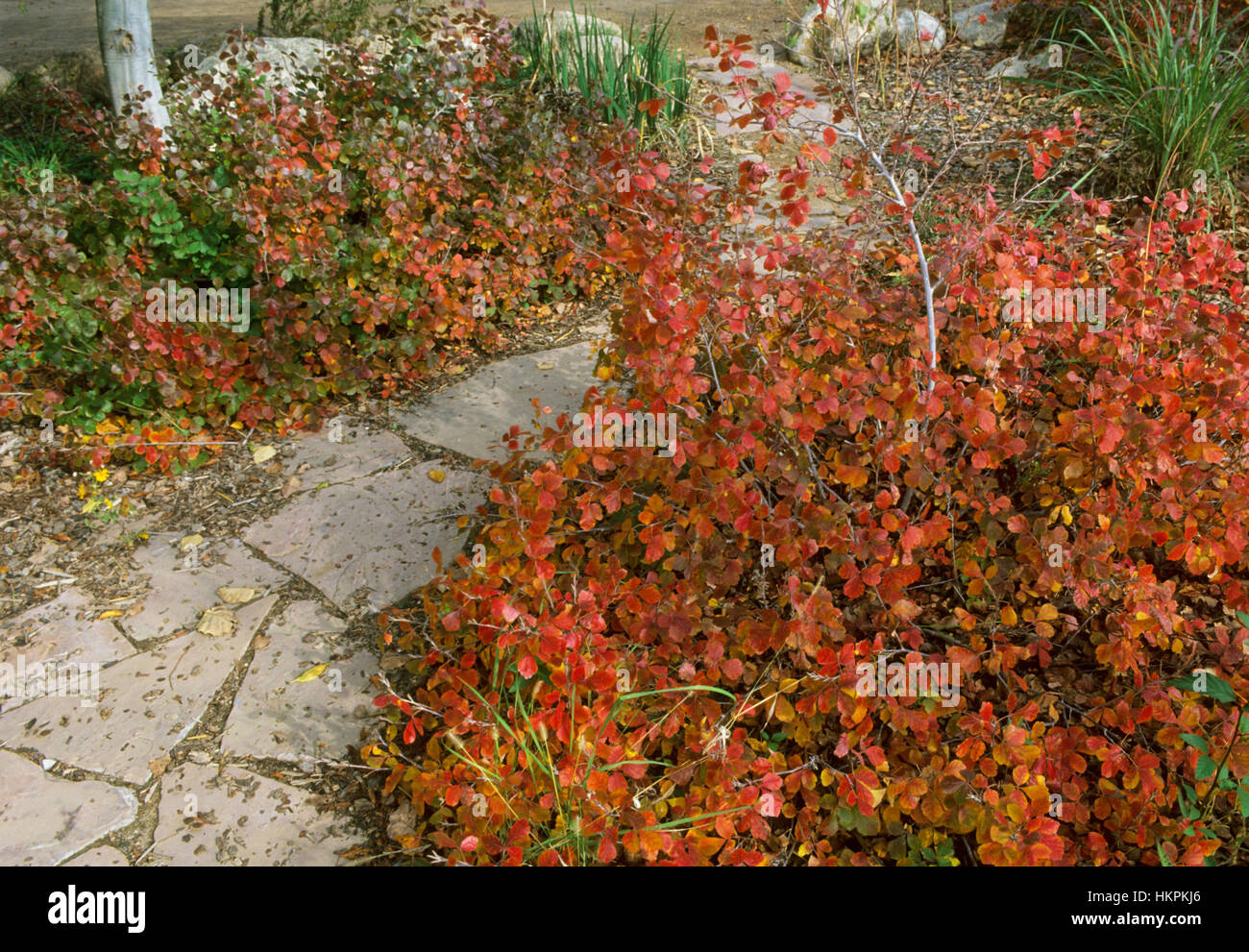 Duftende Sumach, Rhus Aromatica "Gro-Low" Stockfoto Duftende Sumach, Rhus Aromatica "Gro-Low" Stockfoto