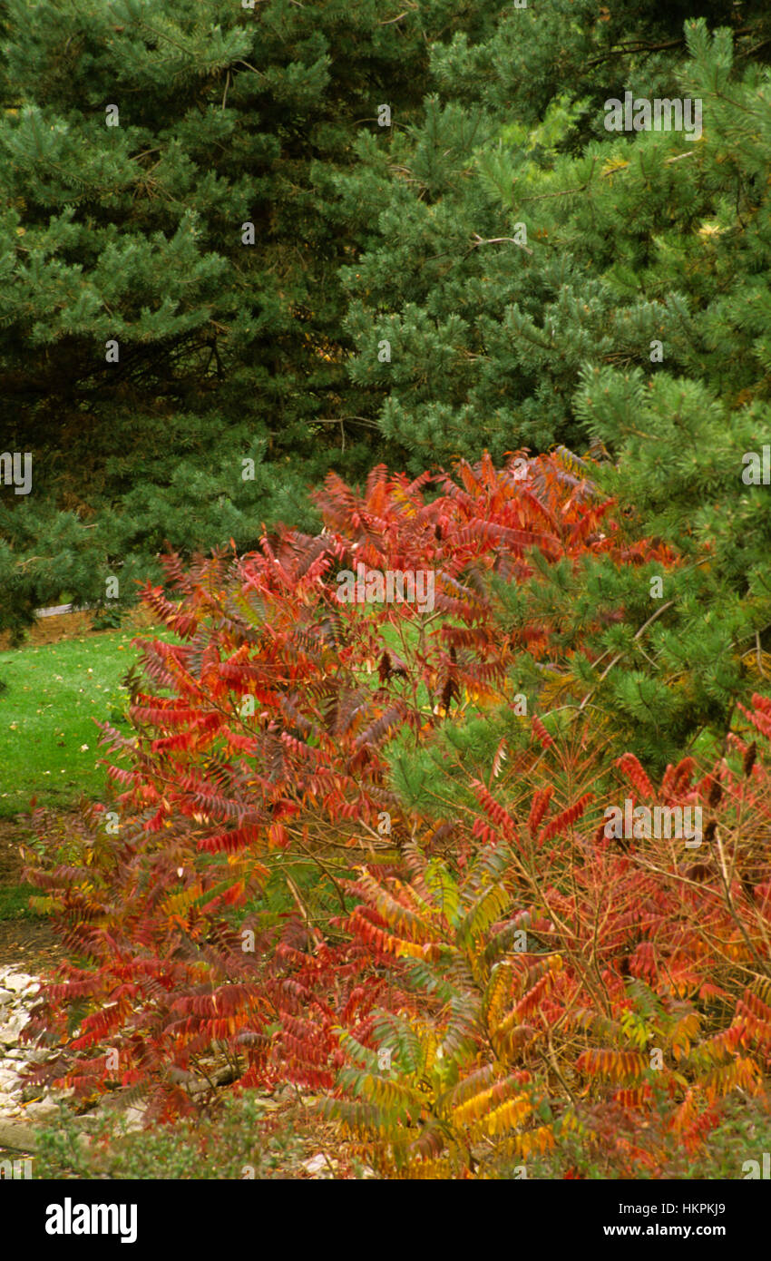 Rhus typhinia, Staghorn sumac, R. hirta, Stockfoto