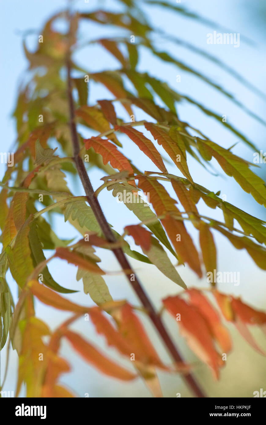 Rhus Typhinia 'Tiger Eyes', Sumach, Stockfoto Rhus Typhinia 'Tiger Eyes', Sumach, Stockfoto