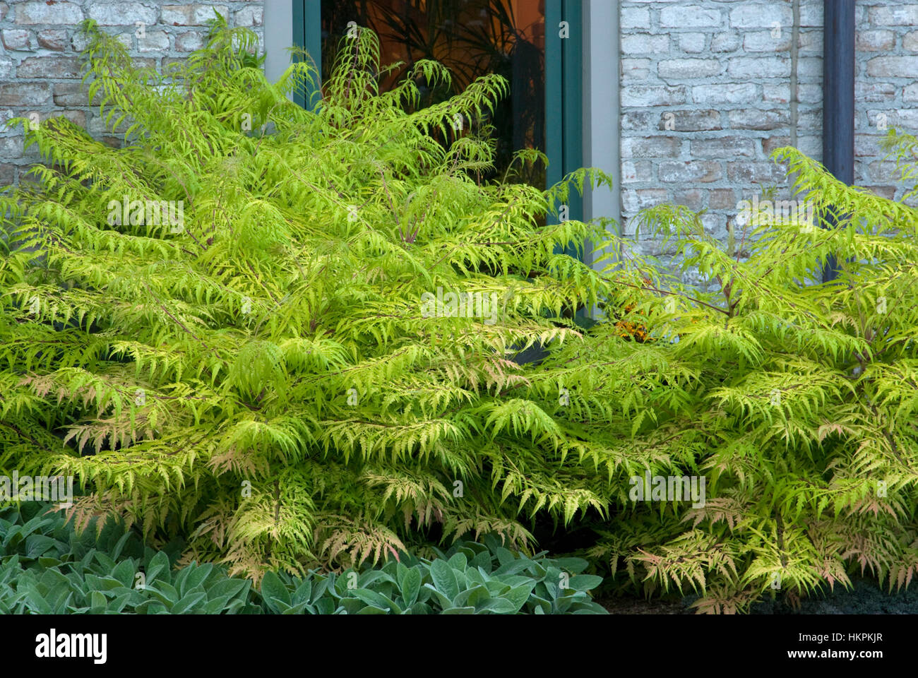 Rhus Typhinia 'Tiger Eyes', Sumach, Stockfoto Rhus Typhinia 'Tiger Eyes', Sumach, Stockfoto