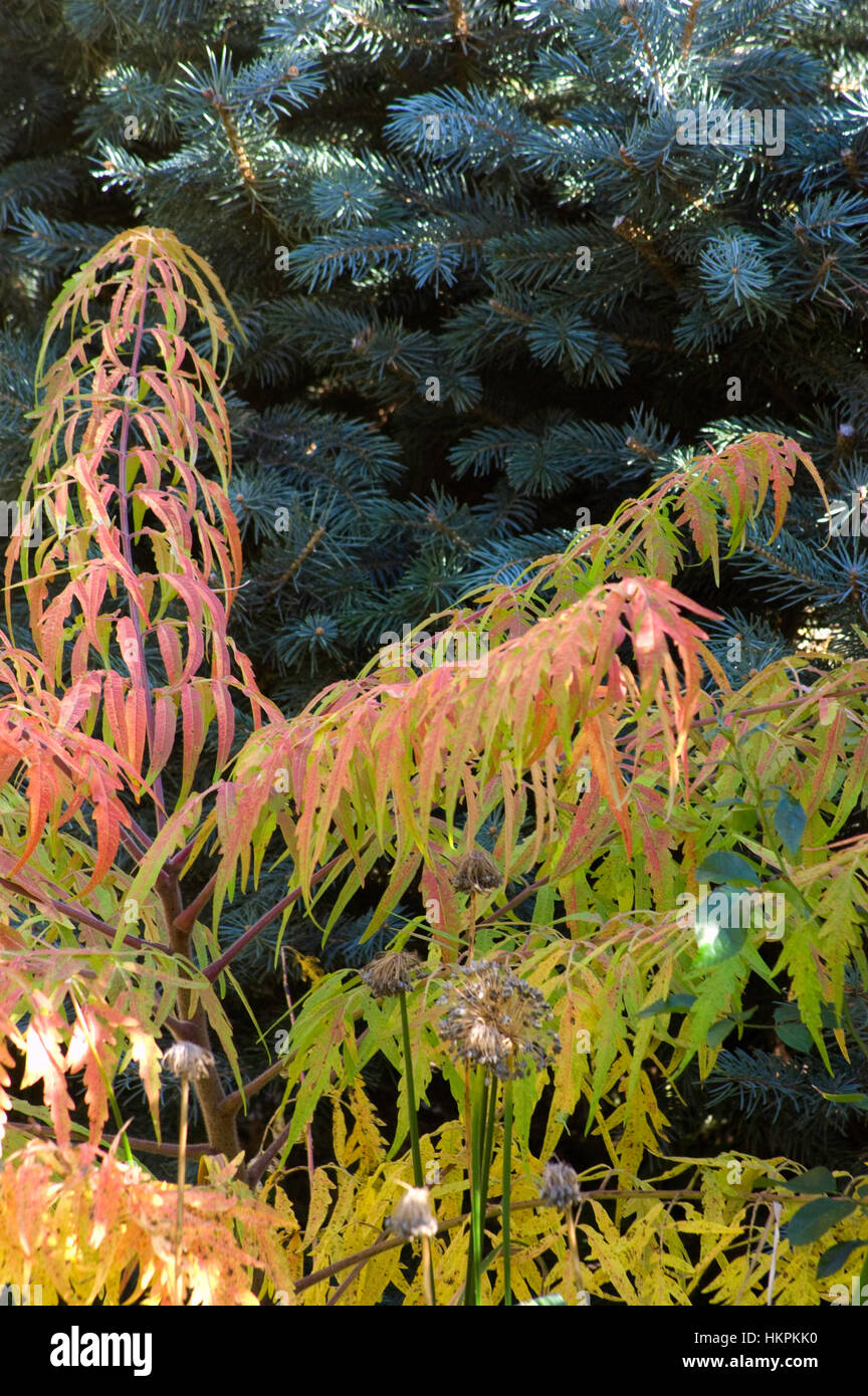 Rhus Typhinia 'Tiger Eyes', Sumach, Stockfoto