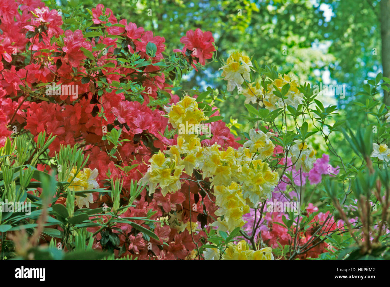 Gemischte blühenden Azaleen im Wald Garten Stockfoto