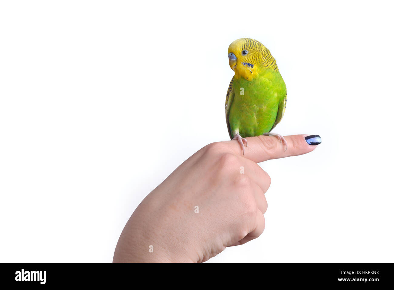 Grüne und gelbe Wellensittich Papagei (Melopsittacus Undulatus) auf Frau Hand, isoliert auf weißem Hintergrund Stockfoto