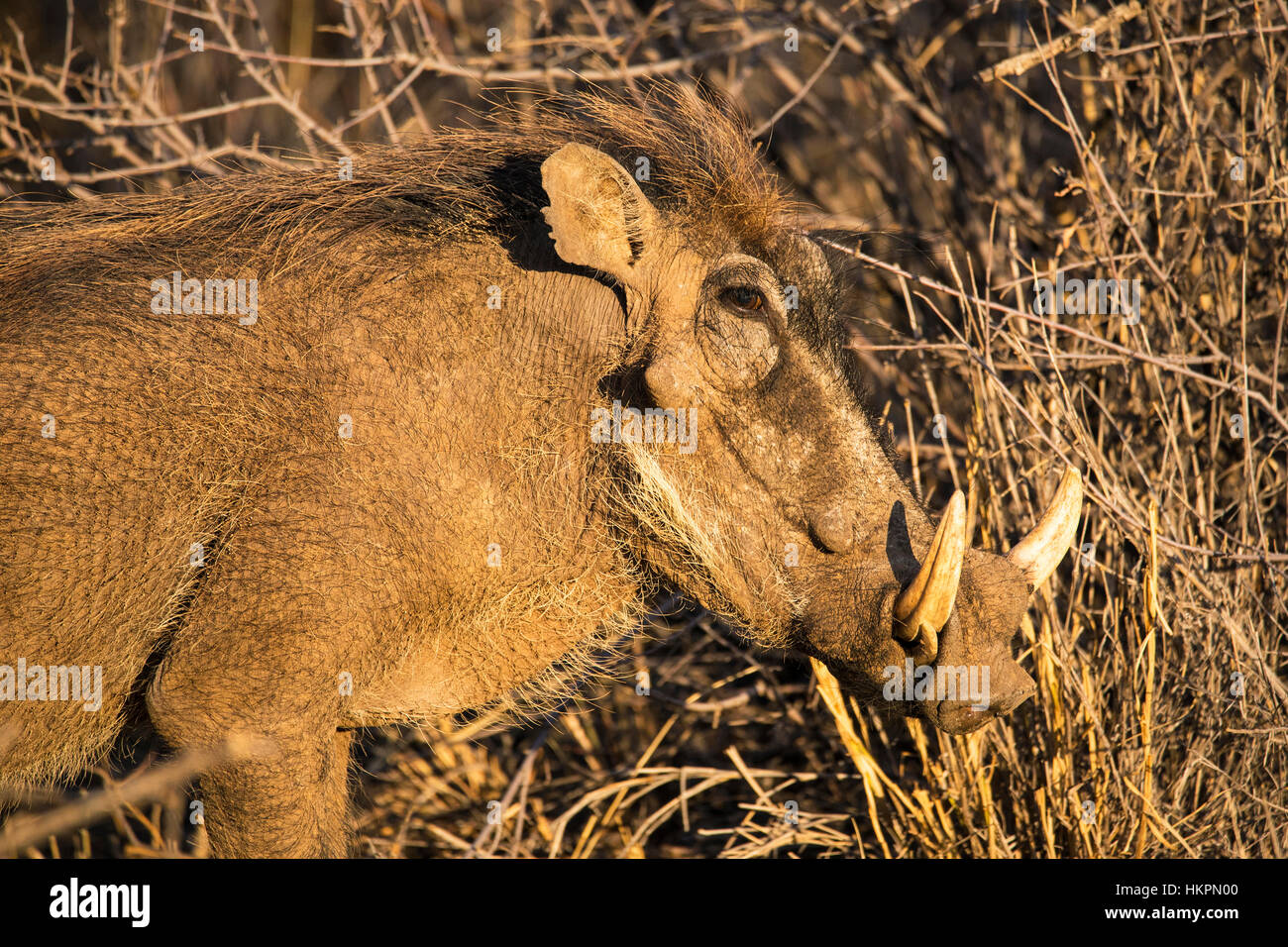 Gemeinsame Warzenschwein, Phacochoerus Africanus, Okonjima, Namibia, Afrika, von Monika Hrdinova/Dembinsky Foto Assoc Stockfoto