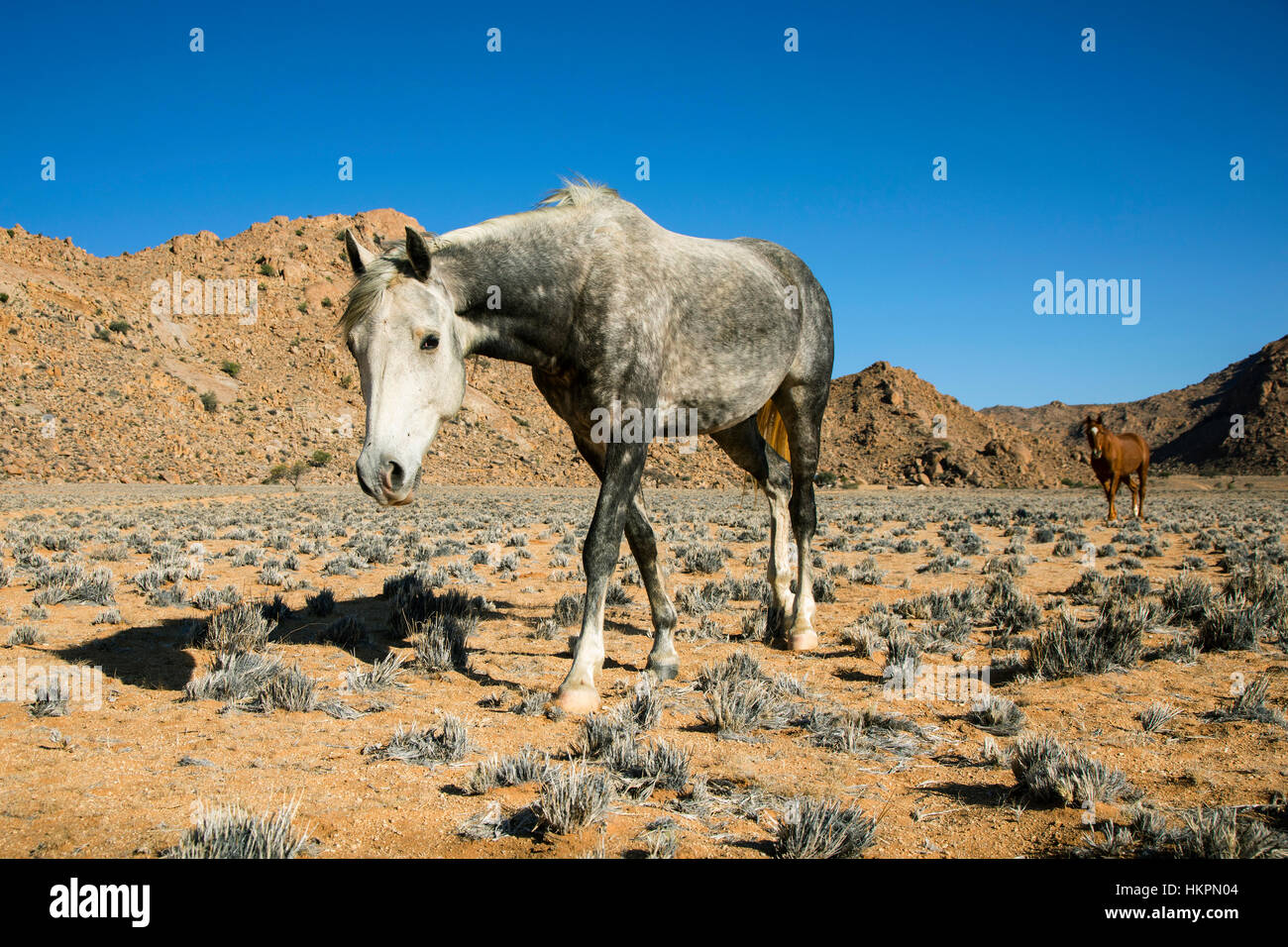 Wilde Pferde, Klein-Aus Vista finden, Namibia, Afrika, von Monika Hrdinova/Dembinsky Foto Assoc Stockfoto