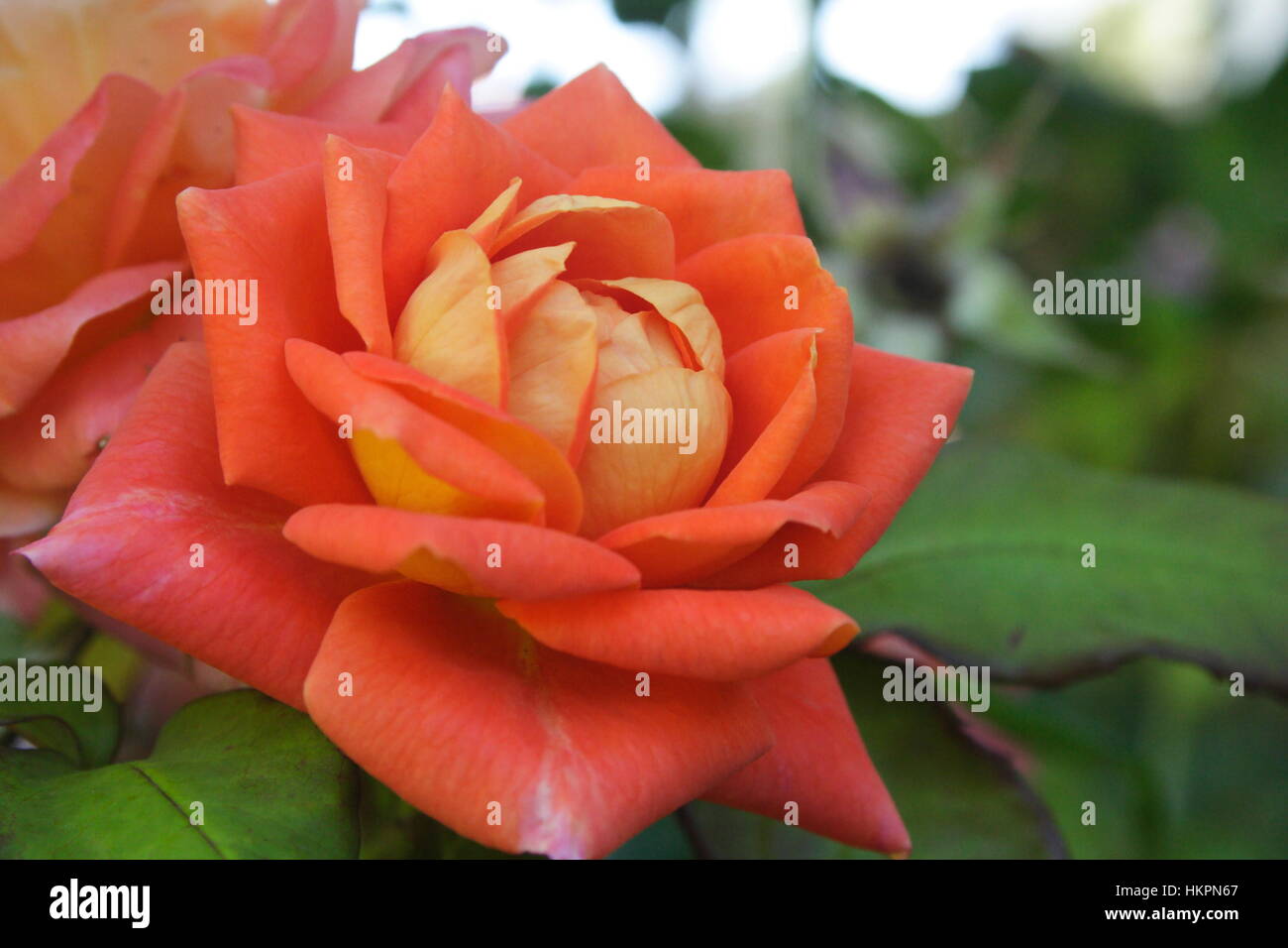 Woburn Abbey Rose Stockfoto
