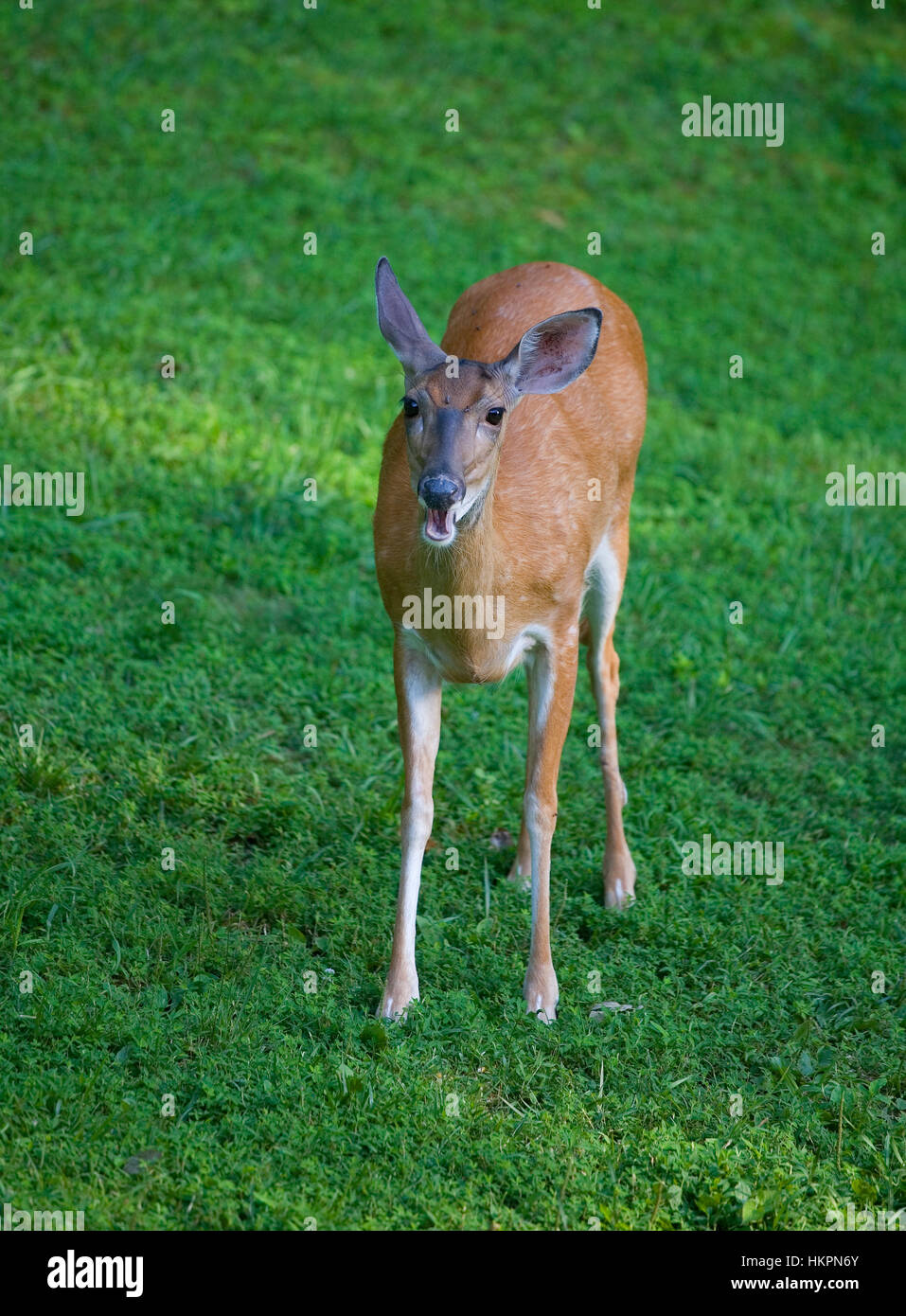 Whitetail Deer Doe mit seinen Mund öffnen einige kauen Stockfoto