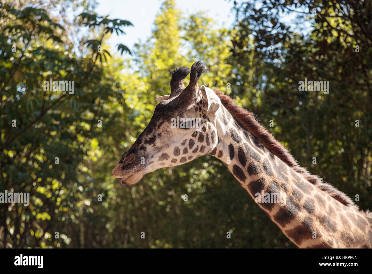 Giraffen sind in Afrika gefunden und erreichen eine Höhe zwischen 15 und 20 Fuß hoch, mit einem sehr langen Hals. Stockfoto