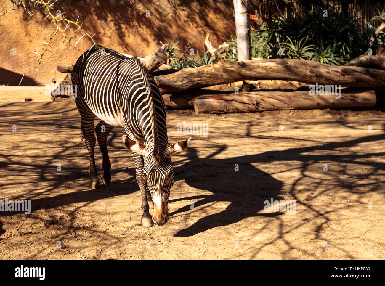 GREVY Zebra, Equus Grevyi, entspannt in der Sonne nach einem Staub-Bad. Stockfoto